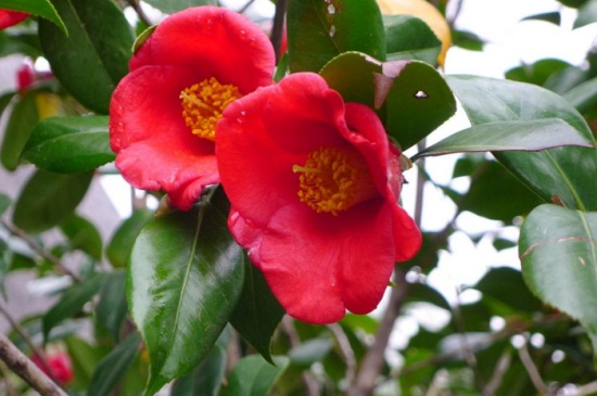 移栽茶花过多久成活，养护得当15～30天便可成活