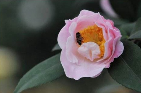 如何养好香妃茶花,全日光照并修枝整形