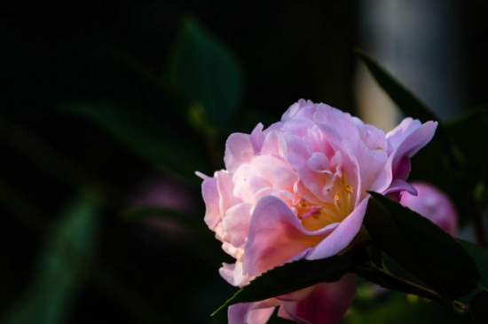 如何养好香妃茶花,全日光照并修枝整形