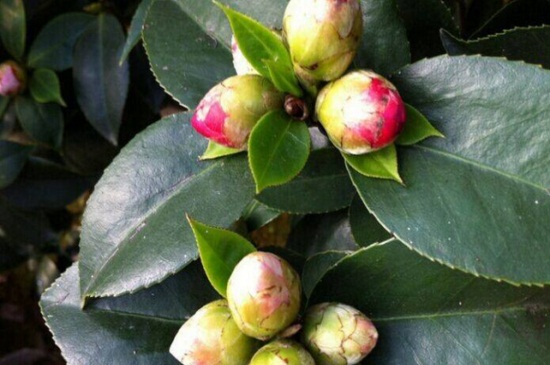 茶花为何掉花苞，严重缺水出现肥害