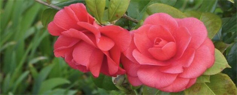 茶花为何开一半就掉