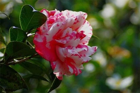 茶花为何开一半就掉