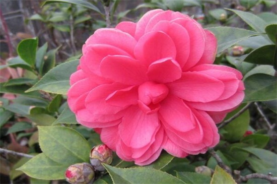 茶花十大忌,忌随意改变方向和低温养护