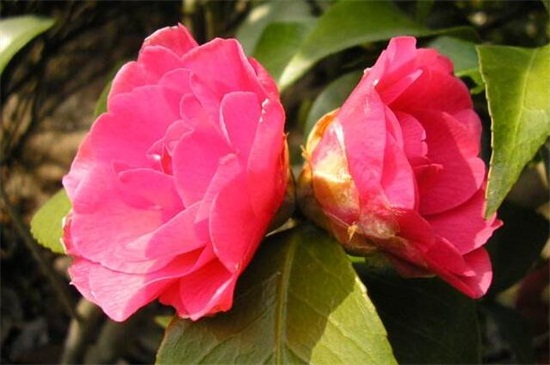 茶花十大忌,忌随意改变方向和低温养护