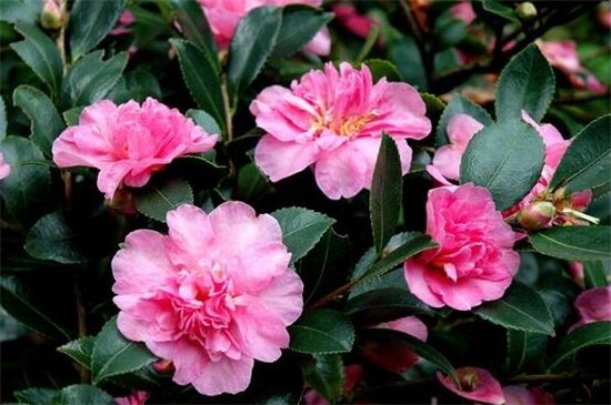 茶花十大忌,忌随意改变方向和低温养护