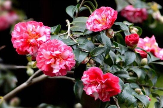 茶花十大忌,忌随意改变方向和低温养护