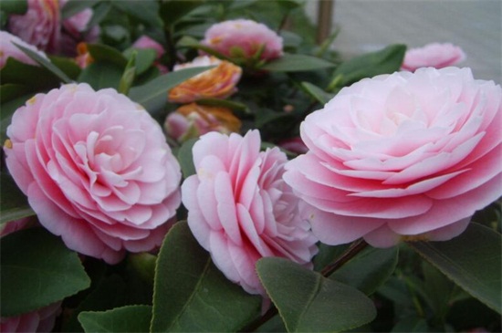 茶花十大忌,忌随意改变方向和低温养护