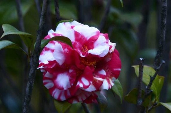 茶花十大忌,忌随意改变方向和低温养护