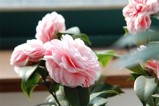 茶花十大忌,忌随意改变方向和低温养护