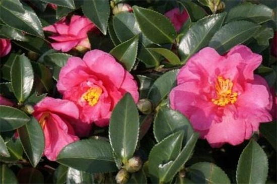 茶花十大忌,忌随意改变方向和低温养护