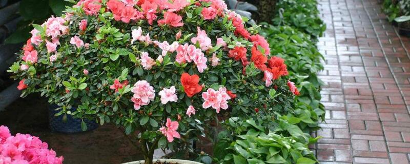 茶花的养殖办法