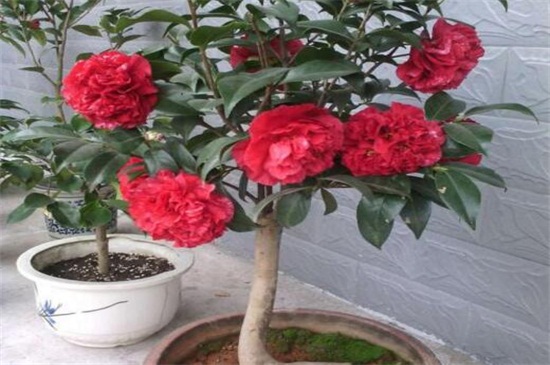 茶花的养殖办法