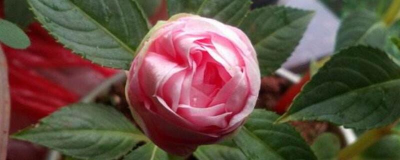 茶花凤仙的养殖办法和留意事项