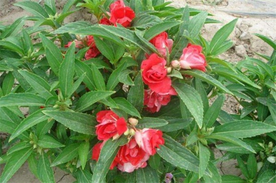 茶花凤仙的养殖办法和留意事项