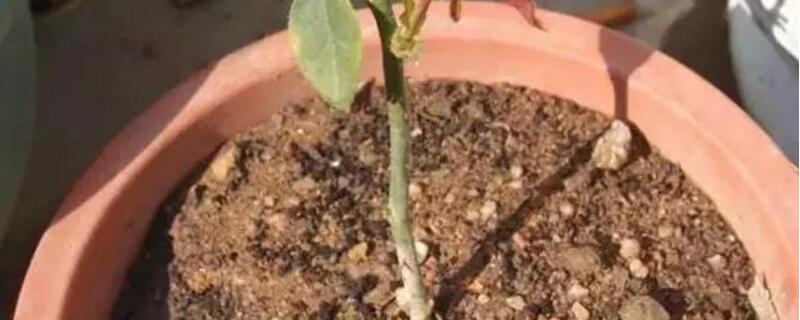 茶花扦插生根最快办法