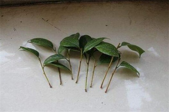 茶花扦插生根最快办法