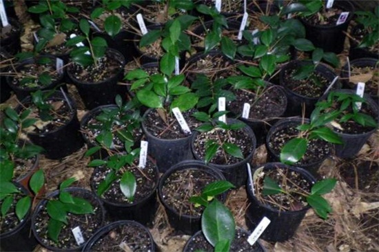 茶花扦插生根最快办法