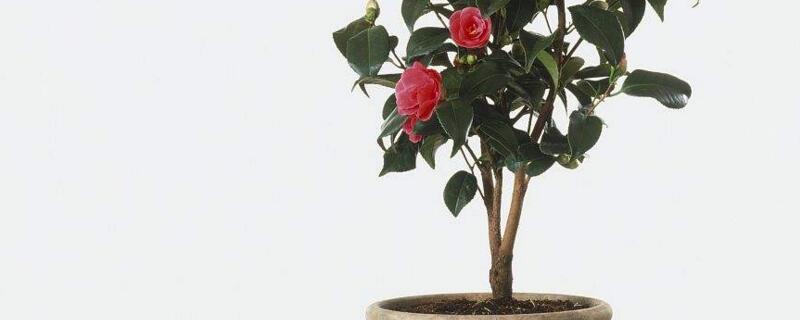 茶花如何养长得快