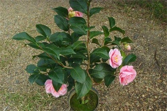 茶花如何养长得快