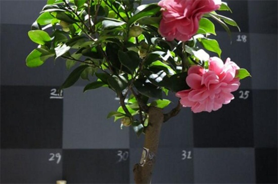 茶花如何养长得快