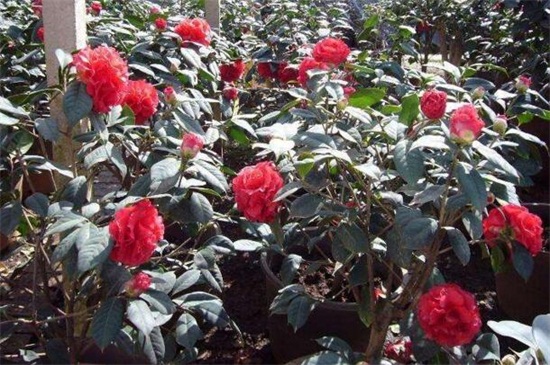 茶花叶子发黄如何办