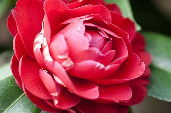 山茶花作用是什么，净化空气且经济价值高
