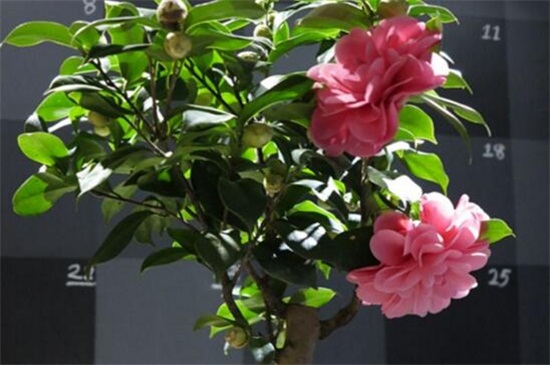 山茶花作用是什么，净化空气且经济价值高