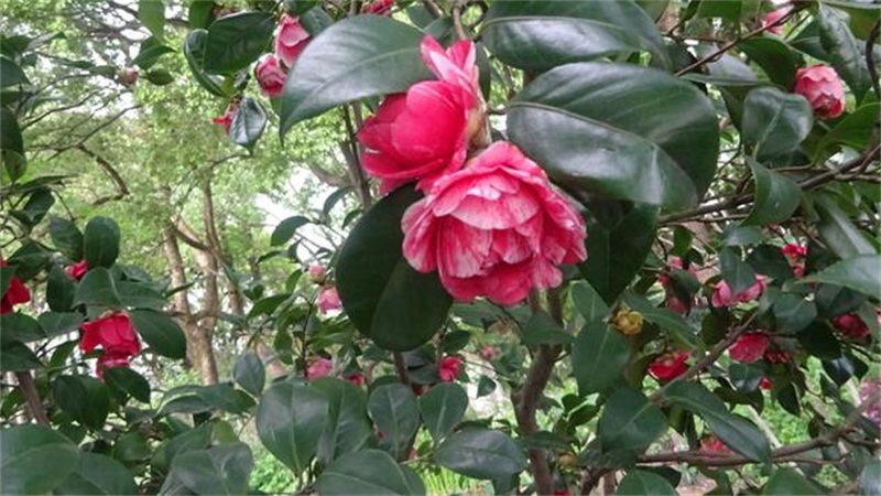 茶花的养殖办法和留意事项