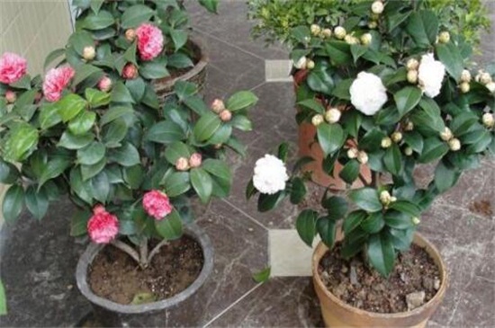 茶花的养殖办法和留意事项