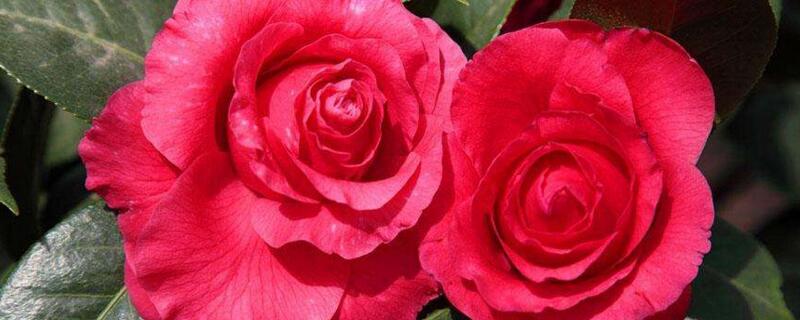 茶花冬季如何养