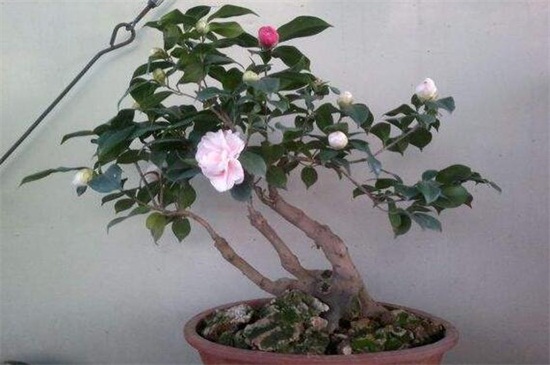 茶花冬季如何养