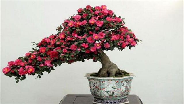 茶花的养殖办法和留意事项