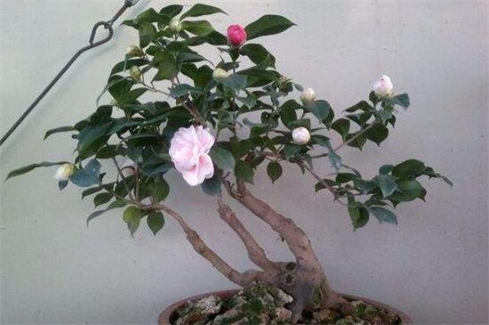 茶花的养殖办法和留意事项