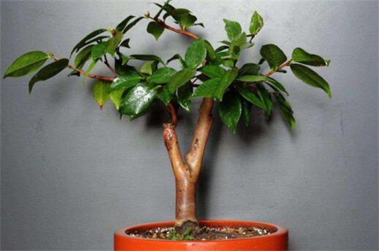 茶花的养殖办法和留意事项