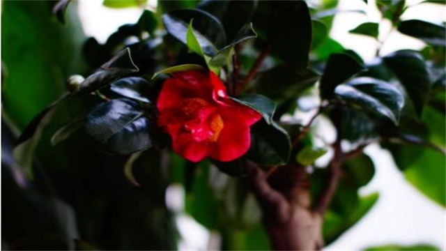 家里为何不能养茶花