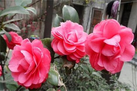 家里为何不能养茶花