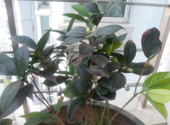 如何判断茶花死了,根部大面积腐烂/枝干一折就断