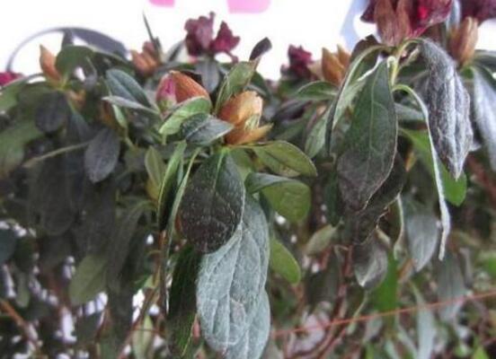 如何判断茶花死了,根部大面积腐烂/枝干一折就断