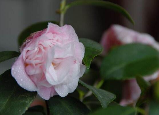 如何判断茶花死了,根部大面积腐烂/枝干一折就断