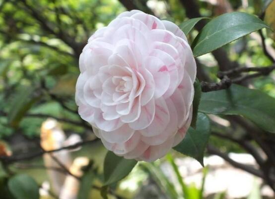 如何判断茶花死了,根部大面积腐烂/枝干一折就断