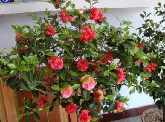 如何判断茶花死了,根部大面积腐烂/枝干一折就断