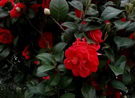 如何判断茶花死了,根部大面积腐烂/枝干一折就断