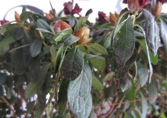 茶花掉叶子是如何回事，茶花掉叶子的原因及处理办法