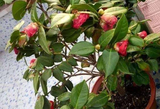 茶花掉叶子是如何回事，茶花掉叶子的原因及处理办法