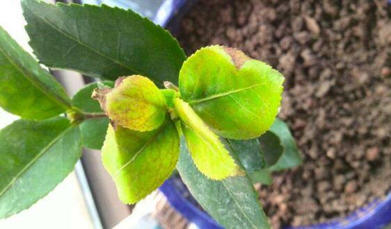 茶花掉叶子是如何回事，茶花掉叶子的原因及处理办法