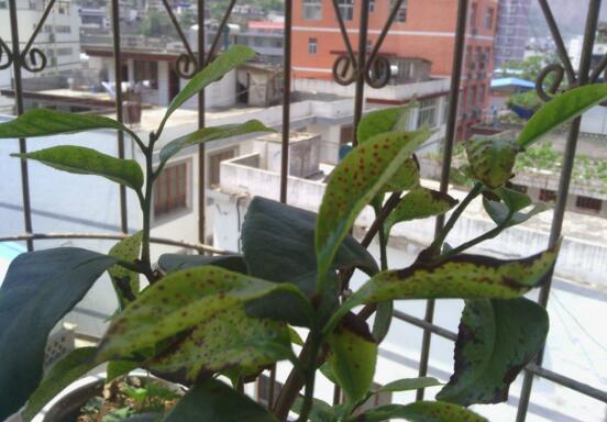 茶花掉叶子是如何回事，茶花掉叶子的原因及处理办法