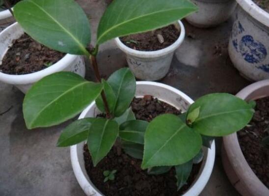 茶花掉叶子是如何回事，茶花掉叶子的原因及处理办法