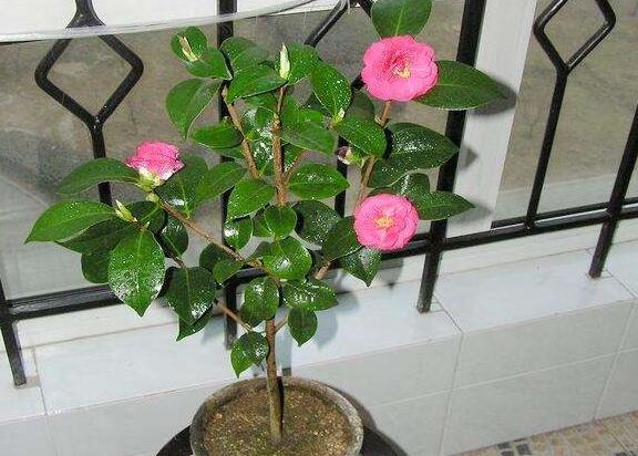 茶花掉叶子是如何回事，茶花掉叶子的原因及处理办法