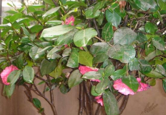 茶花掉叶子是如何回事，茶花掉叶子的原因及处理办法