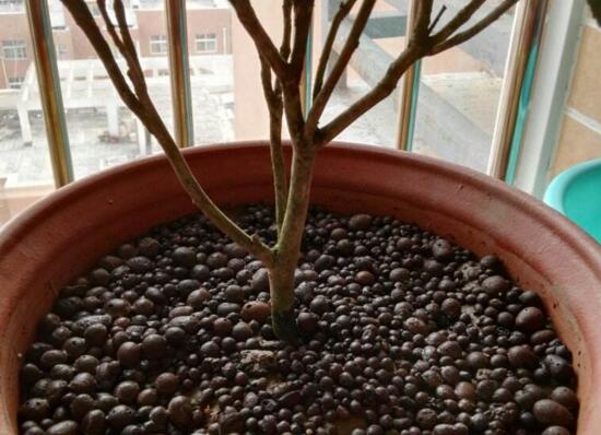 茶花掉叶子是如何回事，茶花掉叶子的原因及处理办法